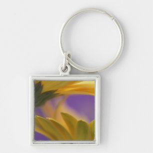 USA, Pennsylvania. Yellow Gerbera Daisies, close Key Ring