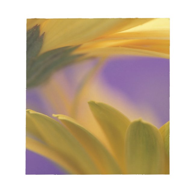 USA, Pennsylvania. Yellow Gerbera Daisies, close Notepad (Front)
