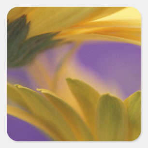 USA, Pennsylvania. Yellow Gerbera Daisies, close Square Sticker
