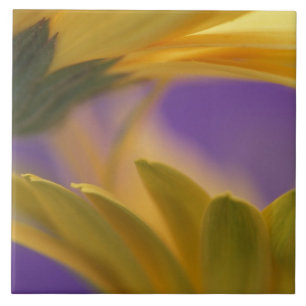 USA, Pennsylvania. Yellow Gerbera Daisies, close Tile