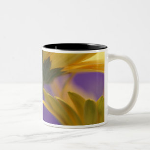 USA, Pennsylvania. Yellow Gerbera Daisies, close Two-Tone Coffee Mug