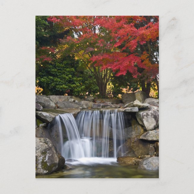 USA, Redmond, Washington. Fall colour in a park. Postcard (Front)