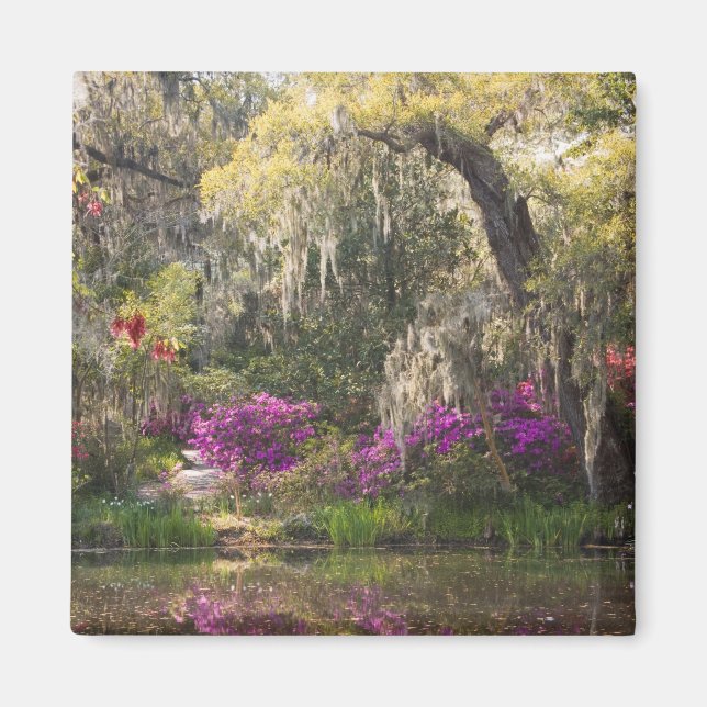 USA, South Carolina, Charleston. Cypress Trees 2 Magnet (Front)