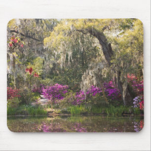 USA, South Carolina, Charleston. Cypress Trees 2 Mouse Pad