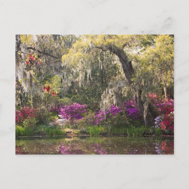USA, South Carolina, Charleston. Cypress Trees 2 Postcard (Front)