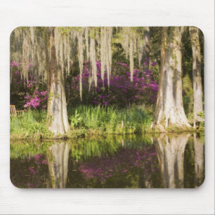 USA, South Carolina, Charleston. Cypress Trees Mouse Pad