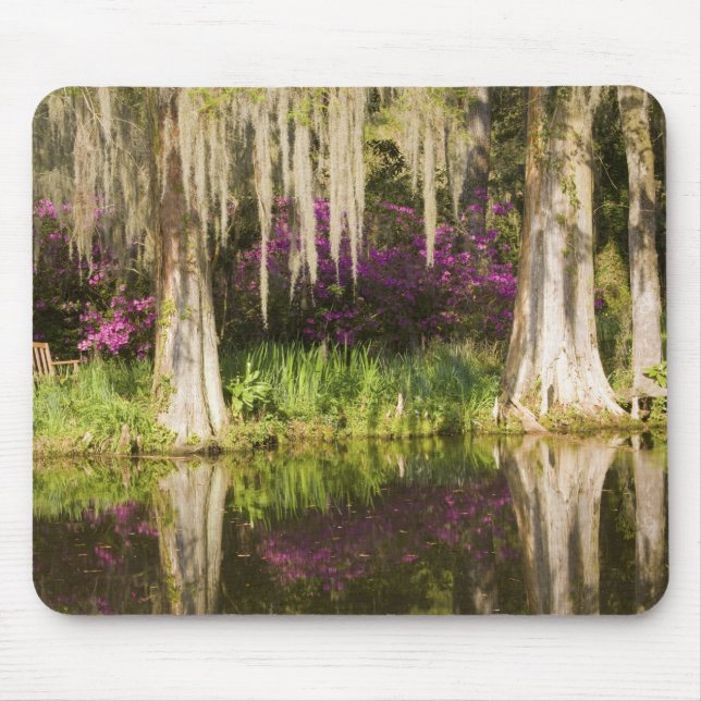 USA, South Carolina, Charleston. Cypress Trees Mouse Pad (Front)