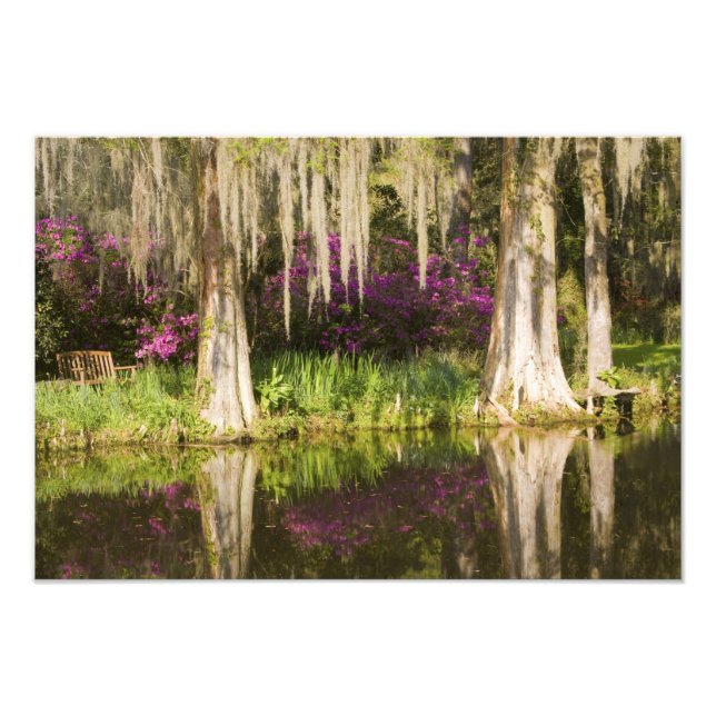 USA, South Carolina, Charleston. Cypress Trees Photo Print (Front)