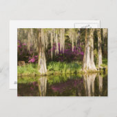USA, South Carolina, Charleston. Cypress Trees Postcard (Front/Back)