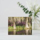 USA, South Carolina, Charleston. Cypress Trees Postcard (Standing Front)