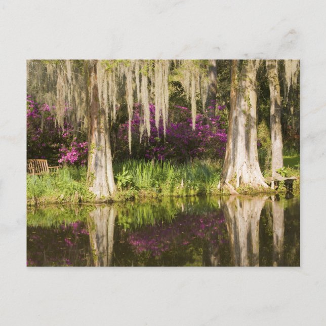 USA, South Carolina, Charleston. Cypress Trees Postcard (Front)