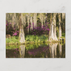 USA, South Carolina, Charleston. Cypress Trees Postcard