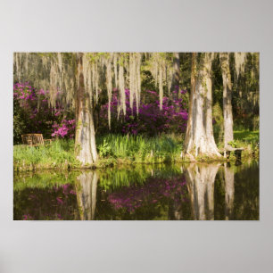 USA, South Carolina, Charleston. Cypress Trees Poster