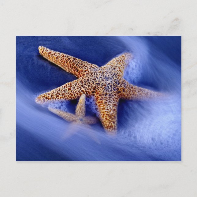 USA, South Carolina, Hilton Head Island. Two Postcard (Front)