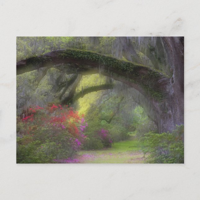 USA, South Carolina, Magnolia Gardens. Postcard (Front)