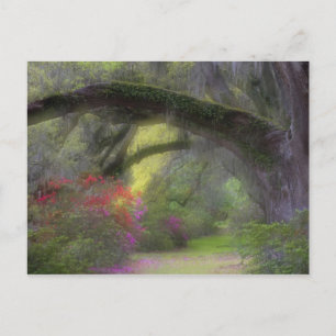 USA, South Carolina, Magnolia Gardens. Postcard