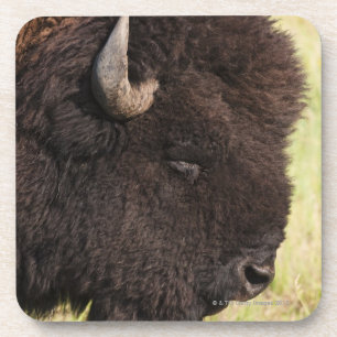 USA, South Dakota, American bison (Bison bison) 2 Coaster