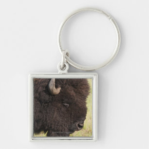 USA, South Dakota, American bison (Bison bison) 2 Key Ring