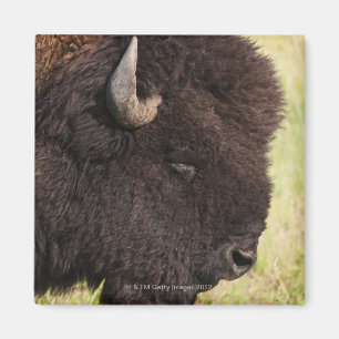 USA, South Dakota, American bison (Bison bison) 2 Magnet