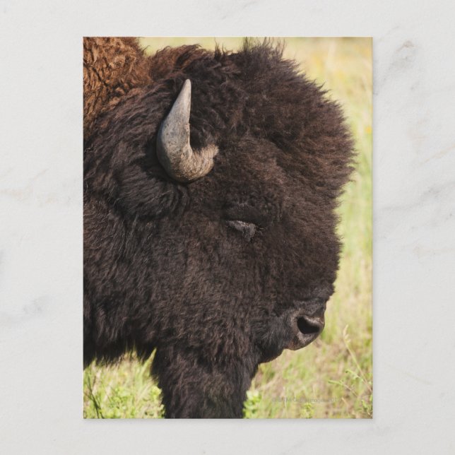 USA, South Dakota, American bison (Bison bison) 2 Postcard (Front)