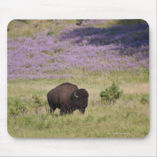 USA, South Dakota, American bison (Bison bison) Mouse Pad