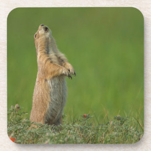 USA, South Dakota, Custer State Park Coaster