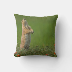 USA, South Dakota, Custer State Park Cushion
