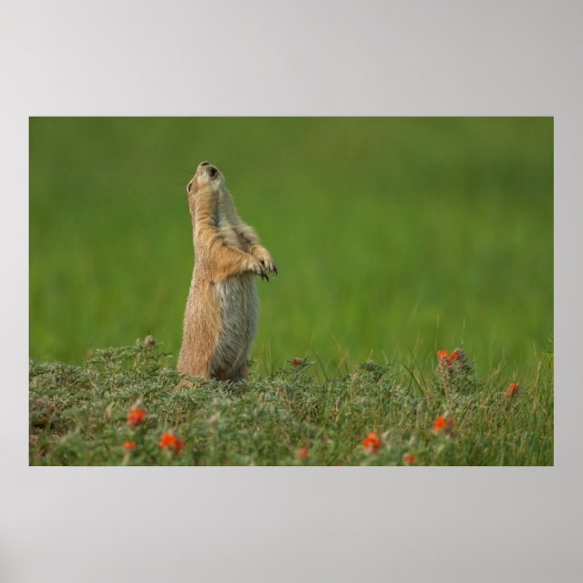 USA, South Dakota, Custer State Park Poster (Front)