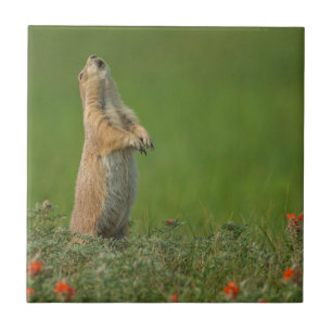 USA, South Dakota, Custer State Park Tile