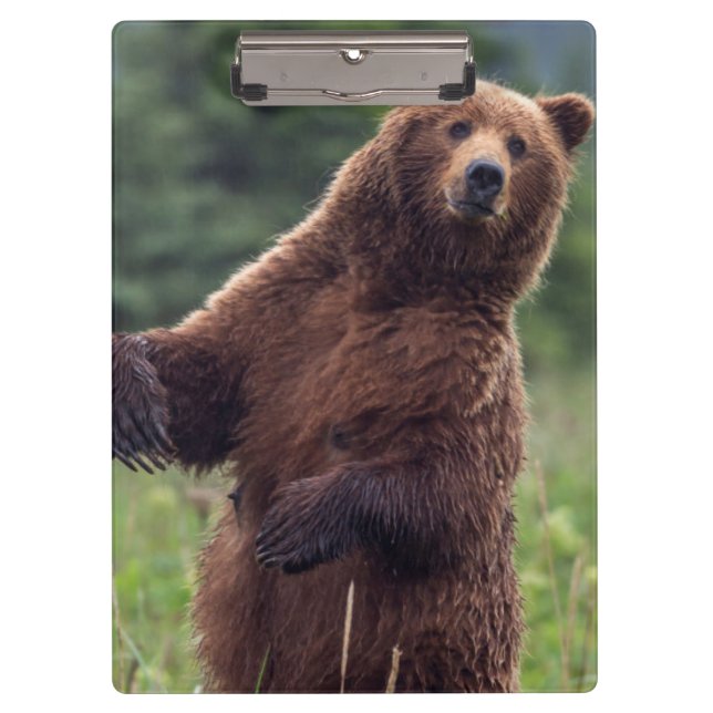 USA, Southeast Alaska, Brown Bear and cub Clipboard (Front)