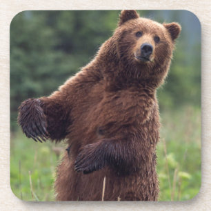 USA, Southeast Alaska, Brown Bear and cub Coaster
