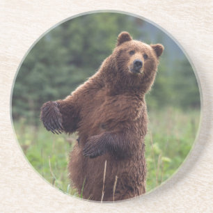 USA, Southeast Alaska, Brown Bear and cub Coaster