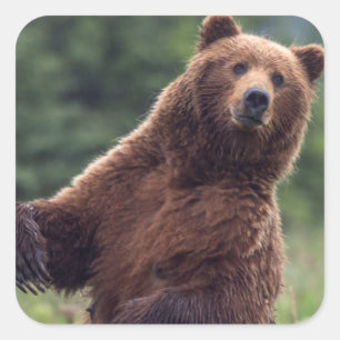 USA, Southeast Alaska, Brown Bear and cub Square Sticker