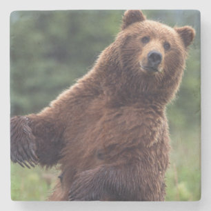USA, Southeast Alaska, Brown Bear and cub Stone Coaster
