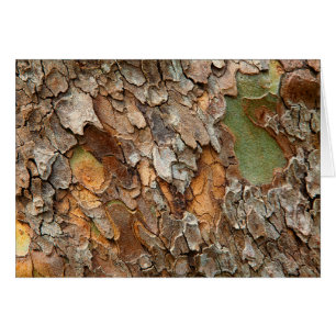 USA, Tennessee, Close Up Of Bark On A Tree