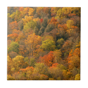 USA, Tennessee. Fall Foliage 2 Tile