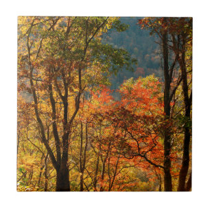 USA, Tennessee. Fall Foliage Ceramic Tile