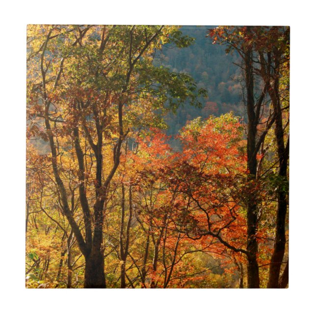 USA, Tennessee. Fall Foliage Ceramic Tile (Front)
