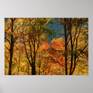 USA, Tennessee. Fall Foliage Poster