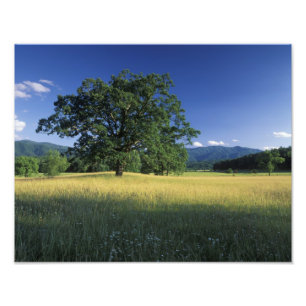 USA, Tennessee. Great Smokey Mountains Photo Print