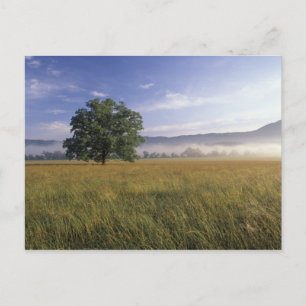 USA, Tennessee. Great Smokey Mountains Postcard