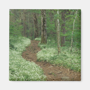 USA, Tennessee, Great Smoky Mountains NP, 3 Magnet