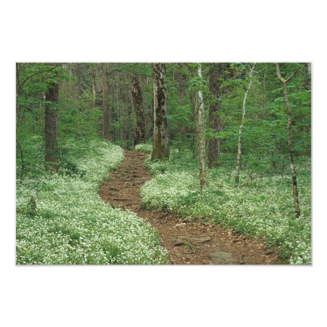 USA, Tennessee, Great Smoky Mountains NP, 3 Photo Print (Front)