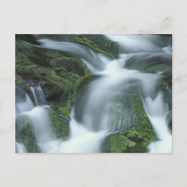 USA, Tennessee, Great Smoky Mountains NP. Postcard (Front)