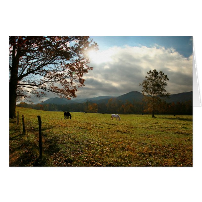 USA, Tennessee. Horses In Cades Cove Valley (Front Horizontal)
