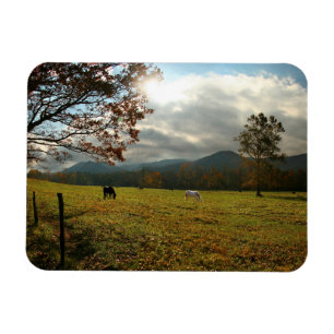 USA, Tennessee. Horses In Cades Cove Valley Magnet