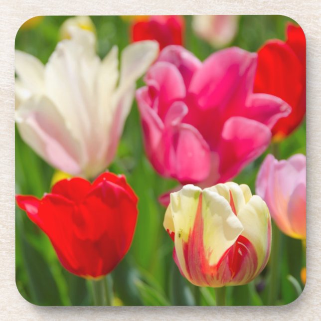 USA, Tennessee, Nashville Coaster (Front)