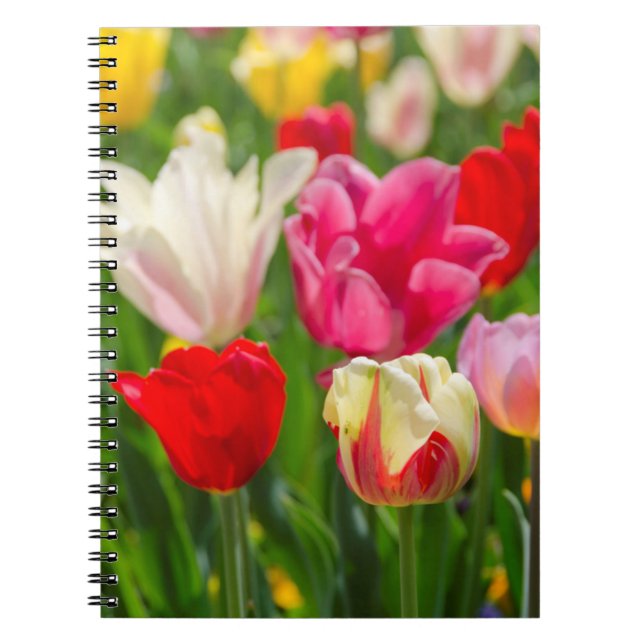 USA, Tennessee, Nashville Notebook (Front)