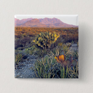 USA, Texas, Big Bend NP. A sandy pink dusk 15 Cm Square Badge
