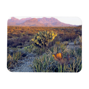USA, Texas, Big Bend NP. A sandy pink dusk Magnet